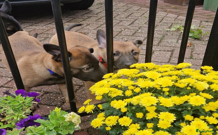 Mechelse Herder honden - Advertentie 12