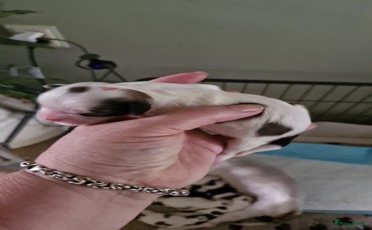 Boomer honden - Advertentie 2