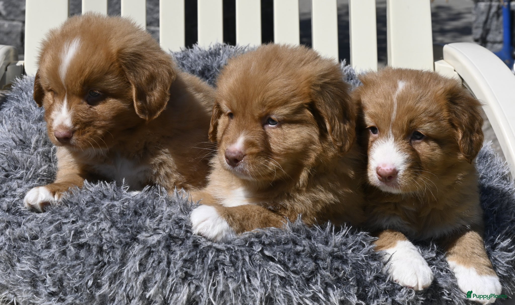 Nova Scotia Duck Tolling Retriever honden Nova Scotia Duck Tolling Retriever pups # Toller - Advertentie 2