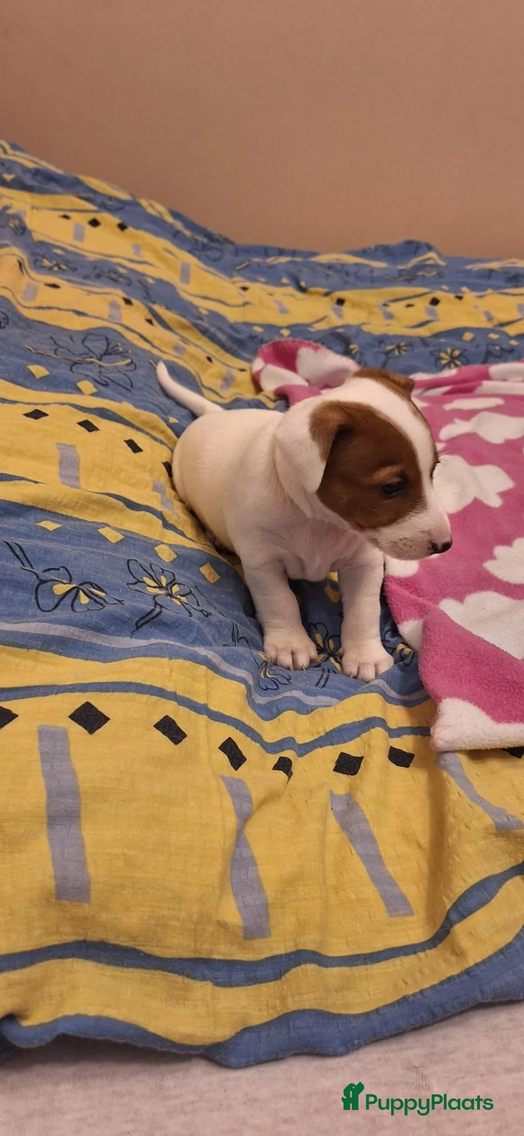 Samojeed honden te koop: Jack Russell pups - Advertentie 2