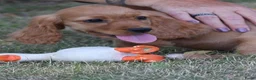 Kruising honden te koop: Leuke Kruising Engelse Cocker Spaniel pups reutjes - Advertentie 6