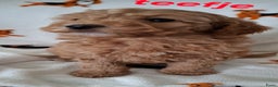 Labradoodle honden te koop: Labradoodle pups kleine  medium  - Advertentie 3