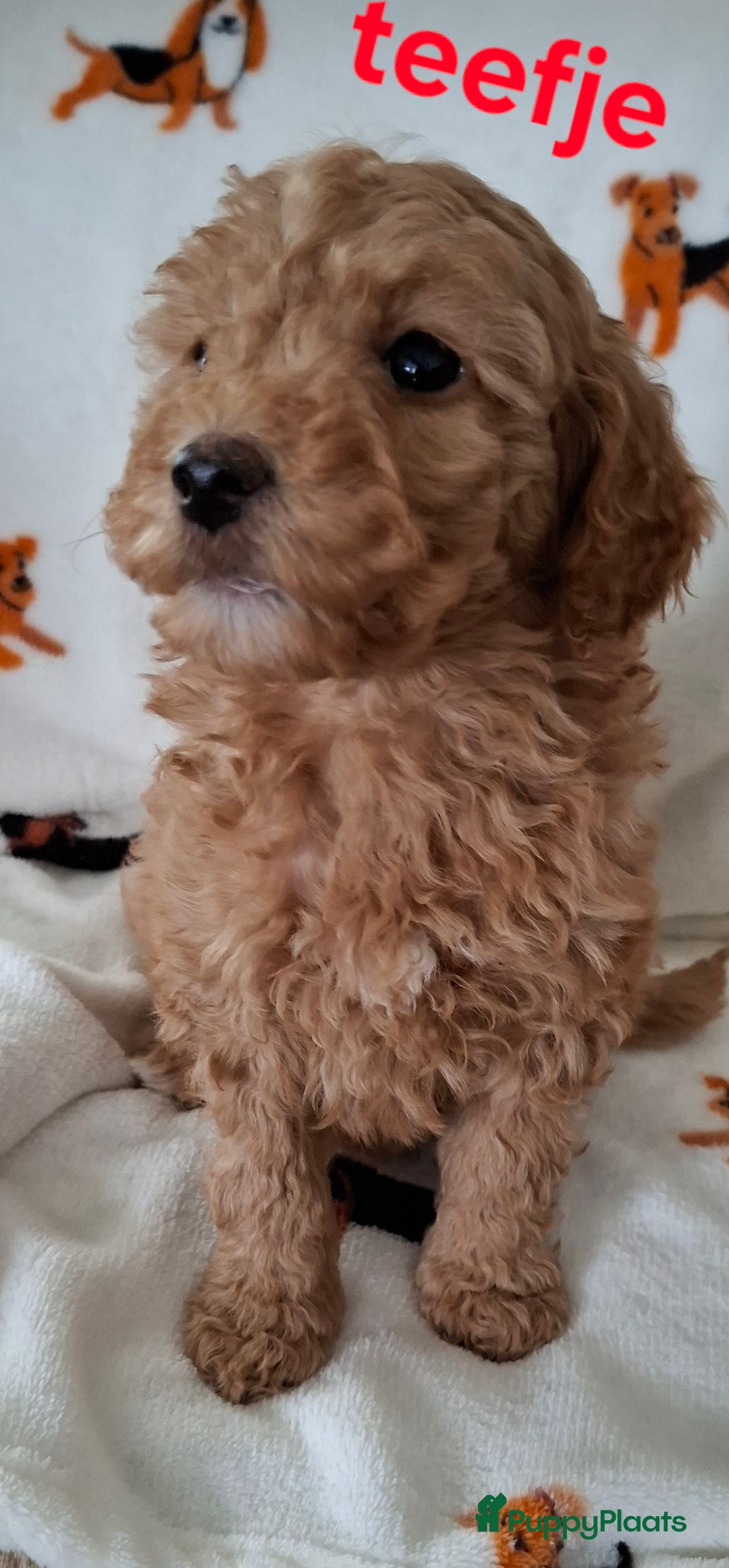 Labradoodle honden te koop: Labradoodle pups kleine  medium  - Advertentie 3