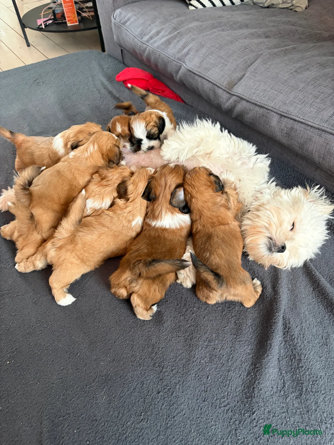 Boomer honden te koop: Nog 2 Reutjes beschikbaar - Advertentie 5