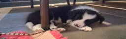 Border Collie honden te koop: 2 prachtige Border Collie pups  - Advertentie 13