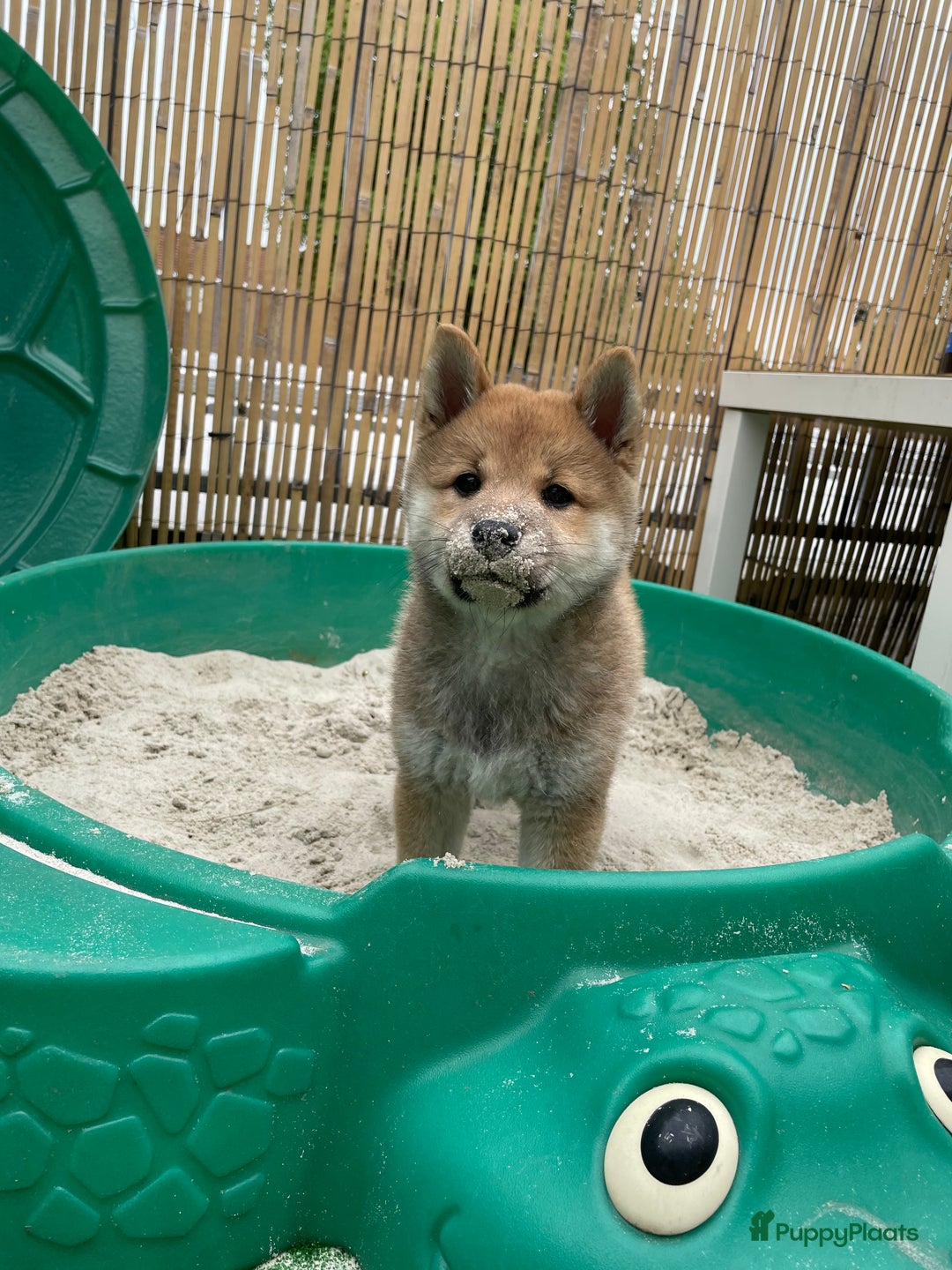Shiba honden ter dekking: Dek reu Shiba Inu - Advertentie 13