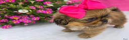Pekingees honden te koop: Heel mooi Pekinees reutje - Advertentie 34