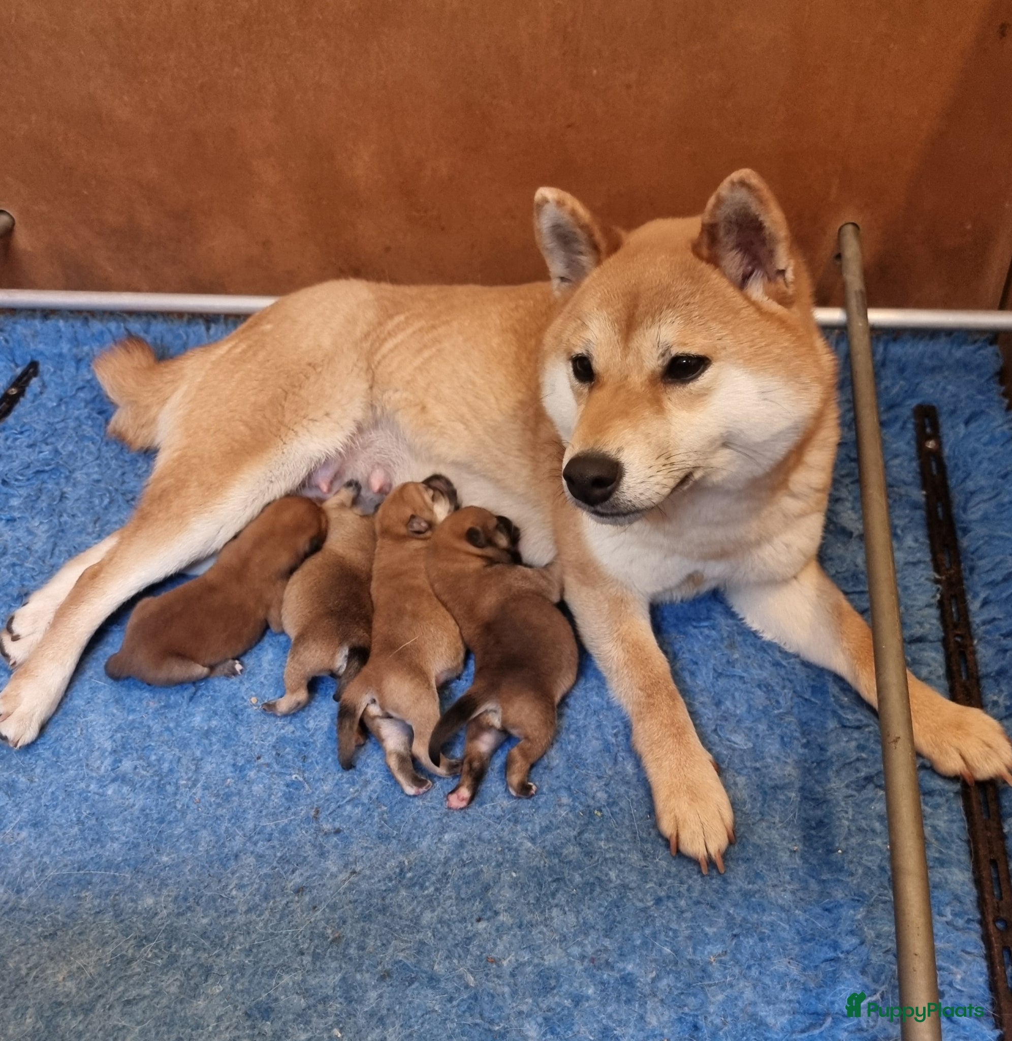 Shiba honden te koop: Shiba-inu pups met f.c.i stamboom  - Advertentie 1