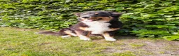 Australian Shepherd honden te koop: Blijvend huis gezocht voor Australian shepherd  - Advertentie 2