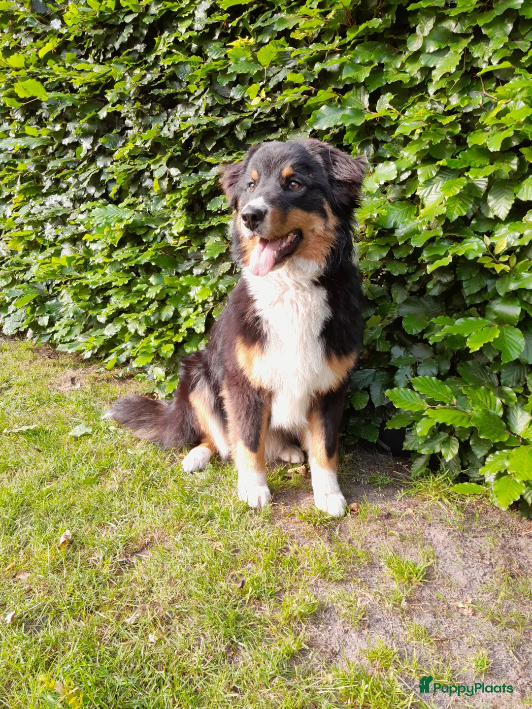 Australian Shepherd honden te koop: Blijvend huis gezocht voor Australian shepherd  - Advertentie 2