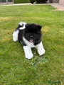 American Akita Puppy 2