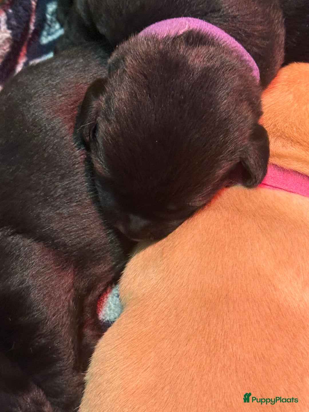 Labrador Retriever honden te koop: Labrador Retriever Pups - Advertentie 23