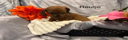 Teckel (korthaar)  honden te koop: Teckel pups - Advertentie 6