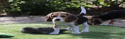 Beagle honden te koop: beagle pups  - Advertentie 9