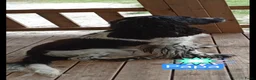 Kruising honden te koop: Prachtig nestje Boomer x EngelseCockerSpanielpups - Advertentie 3