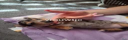 Jack Russel Terriër honden te koop: 5 leuke jack russel pups - Advertentie 23