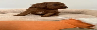 Poedel Toy 2