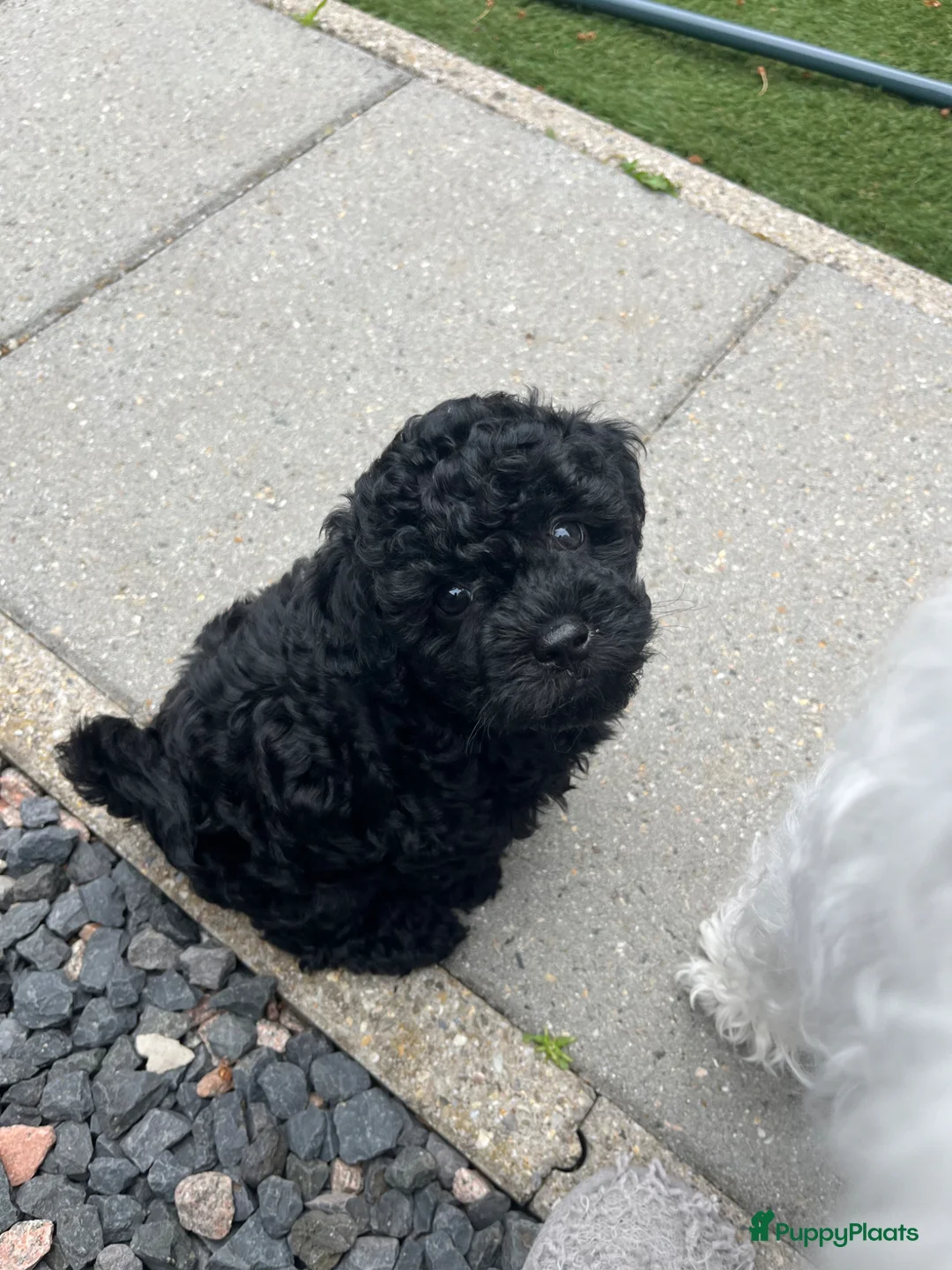 Kruising honden te koop: Kleinblijvende boompoo  - Advertentie 4
