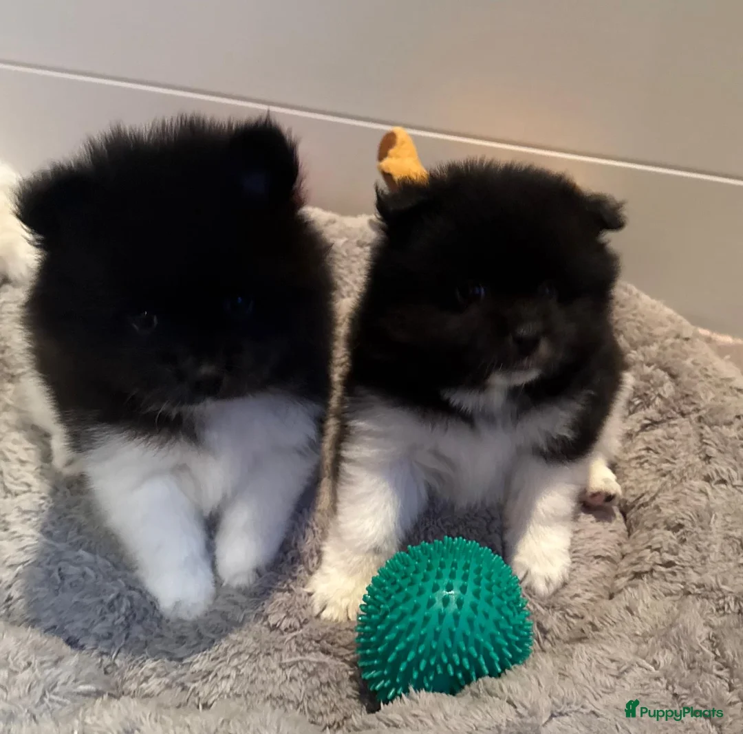 Kruising honden te koop: Teddy dog mini Chow Chow  - Advertentie 7