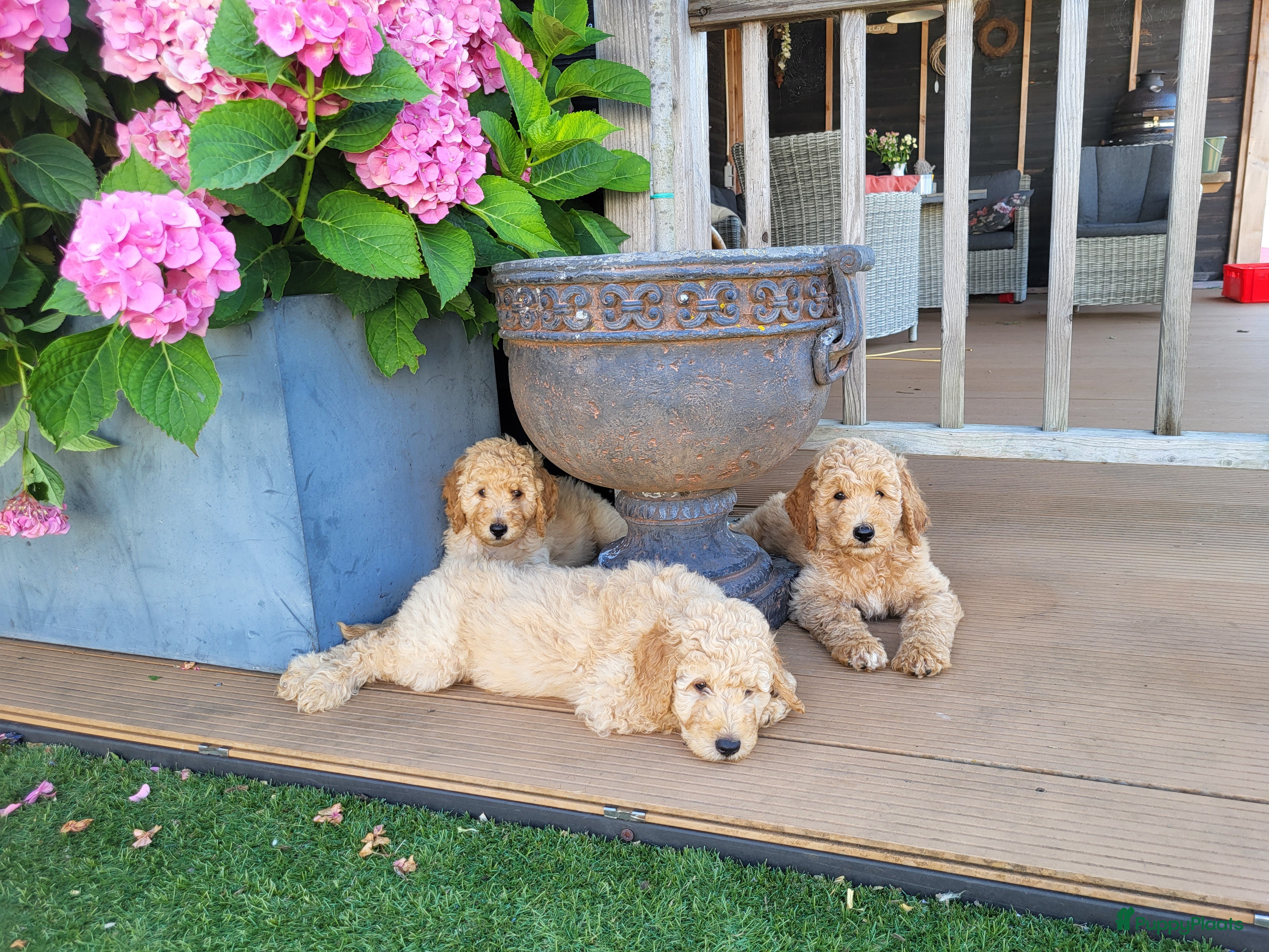 Labradoodle honden Labradoodle pups te koop! - Advertentie 1