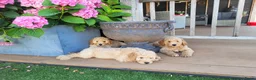 Labradoodle honden te koop: Labradoodle pups te koop! - Advertentie 1