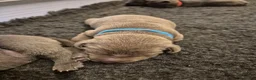 Kruising honden te koop: Hele mooie Labmaraner (Labrador x Weimaraner) pups - Advertentie 3