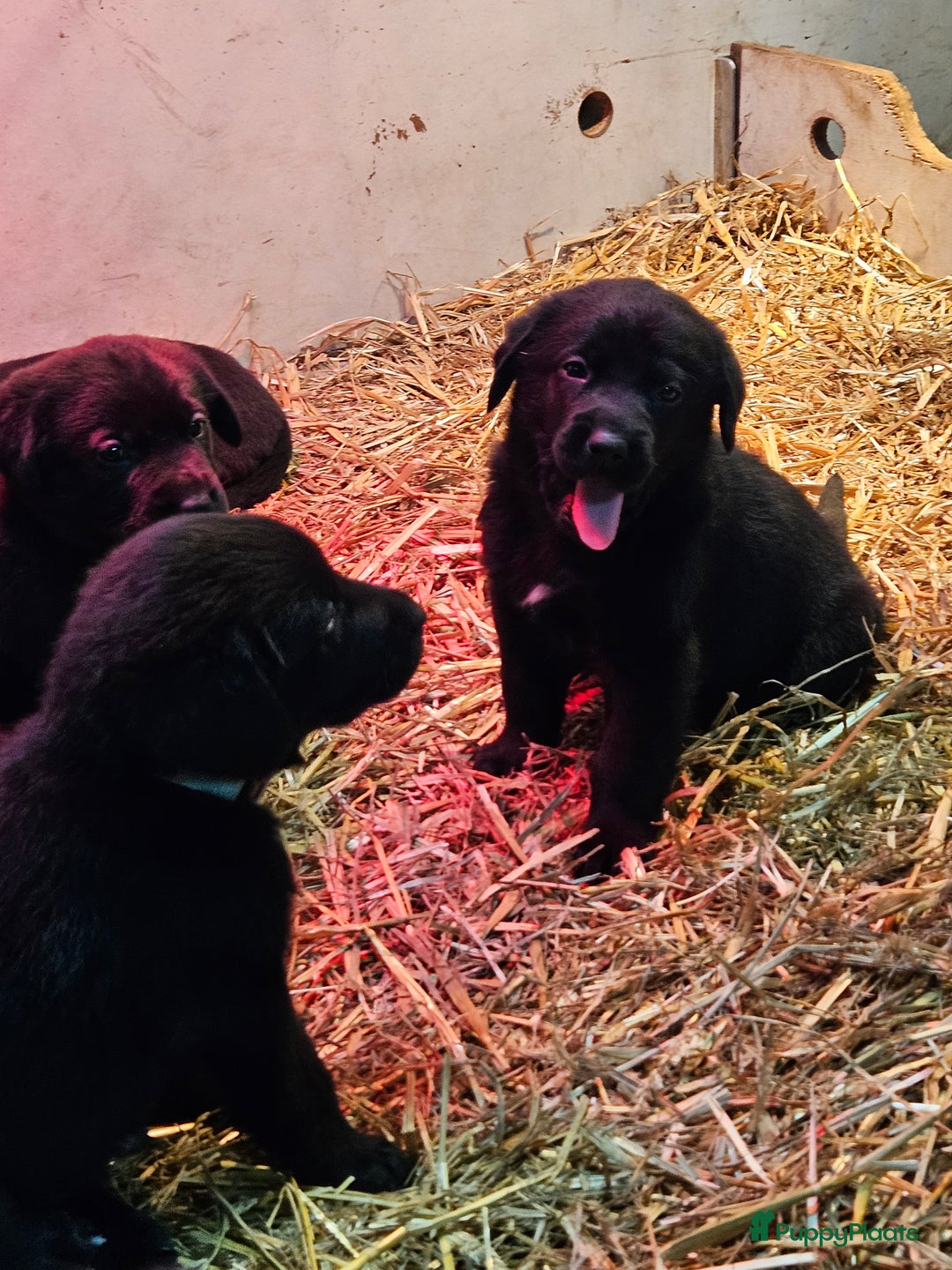 Kruising honden te koop: Grote zwitserse sennenhond x labrador  - Advertentie 6