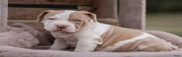 Amerikaanse Bully honden ter dekking: American Bully XL dekreu  - Advertentie 20