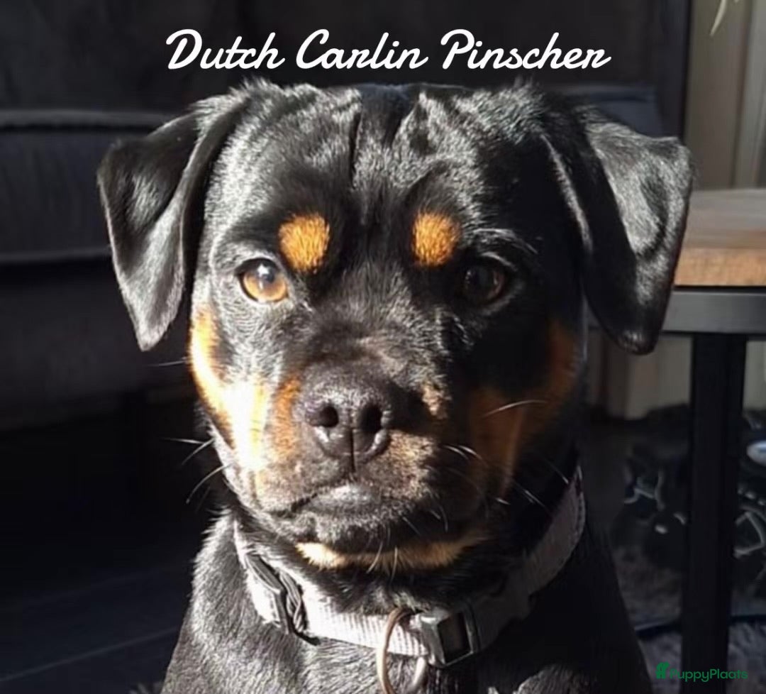 Galerij afbeelding {{count}}