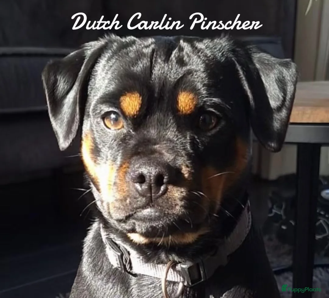 Galerij afbeelding {{count}}