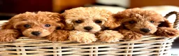 Poedel Toy honden te koop: **Bijzonder Toypoedel Reutje • 15 Weken • FCI** - Advertentie 6