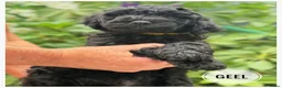 Goldendoodle honden te koop: Goldendoodle pups medium - Advertentie 11