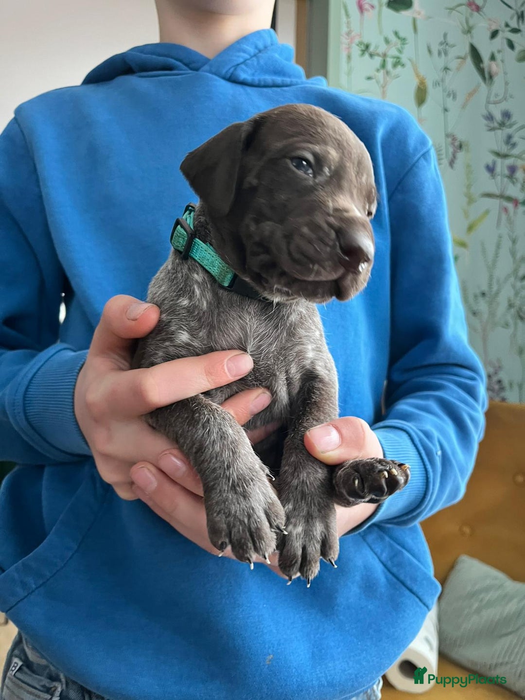Duitse Staande Hond Korthaar honden te koop: Duitse Staande Korthaar puppy's met stamboom - Advertentie 10