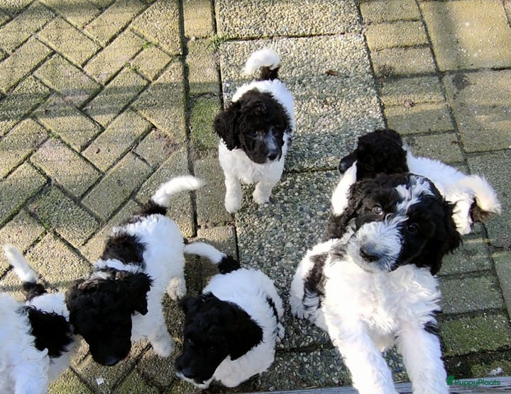 Labradoodle honden doodle pups beschikbaar  - Advertentie 2