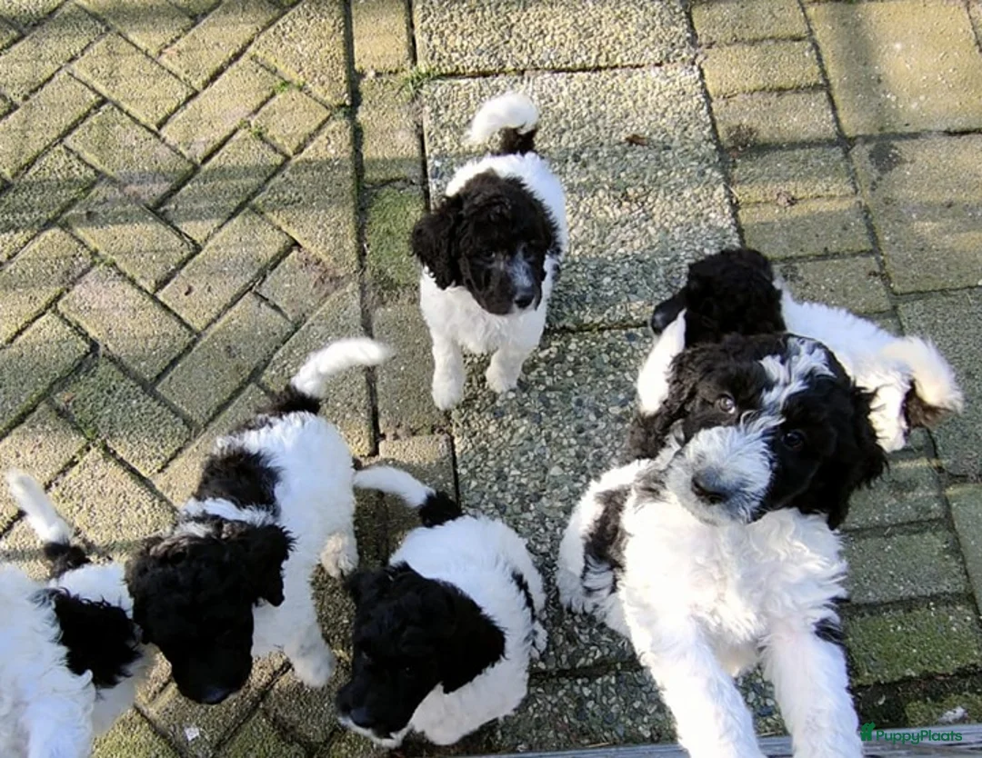 Labradoodle honden te koop: doodle pups beschikbaar  - Advertentie 2