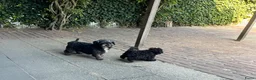 Kruising honden te koop: Boomer x Poedel (Boompoo) pups - Advertentie 20
