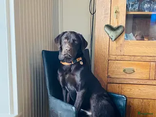 Labrador Retriever honden Labrador 10 maanden - Advertentie 1