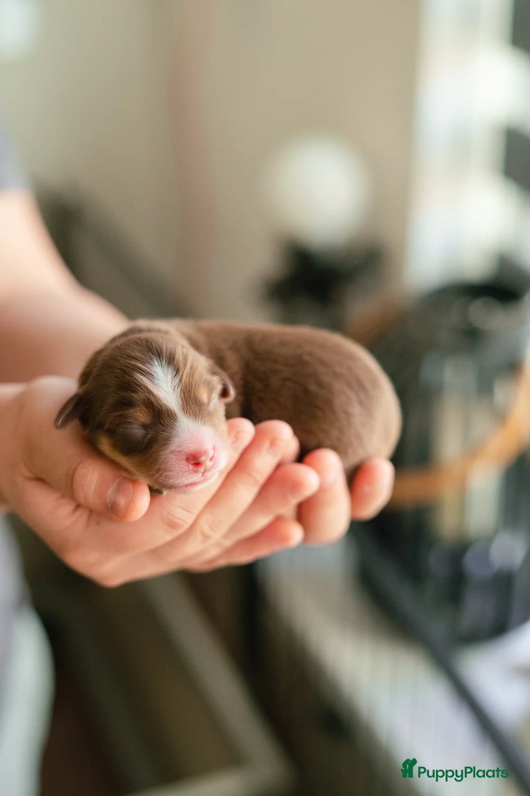 Australian Shepherd honden te koop: Miniature American Shepherd - Advertentie 2