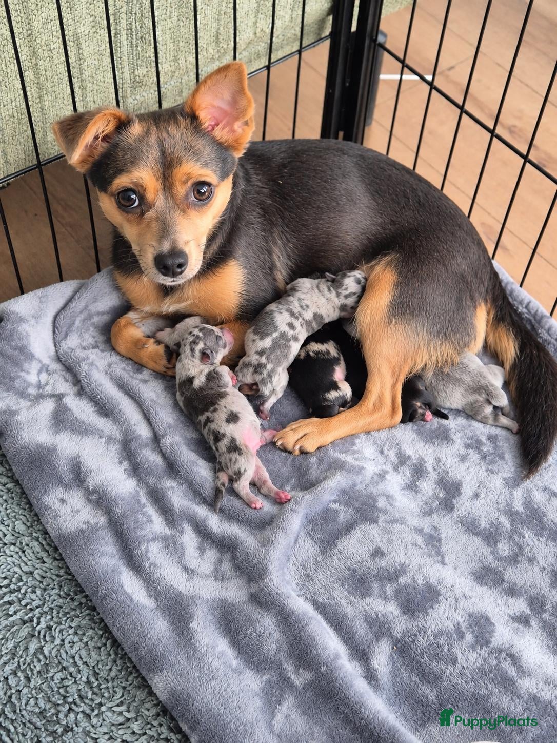 Kruising honden Merle jackxchi pups te koop - Advertentie 1
