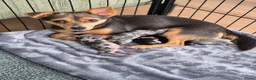 Kruising honden te koop: Merle jackxchi pups te koop - Advertentie 1