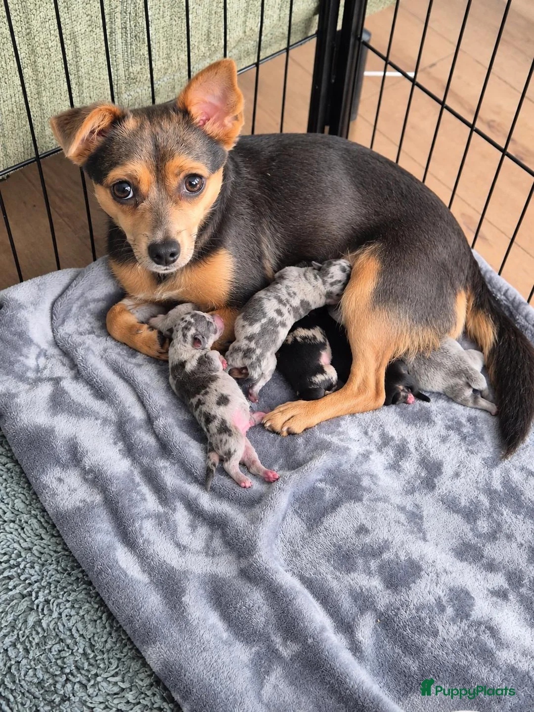 Kruising honden te koop: Merle jackxchi pups te koop - Advertentie 1