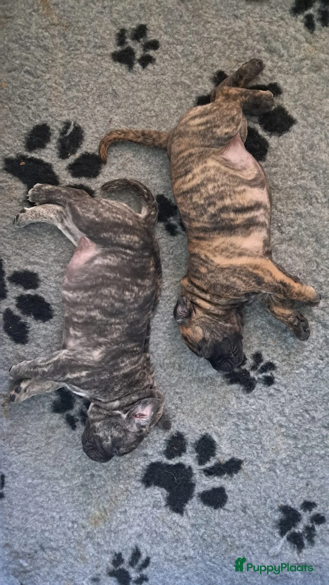 Boerboel honden te koop: Boerboel pups met SABBS stamboom - Advertentie 1