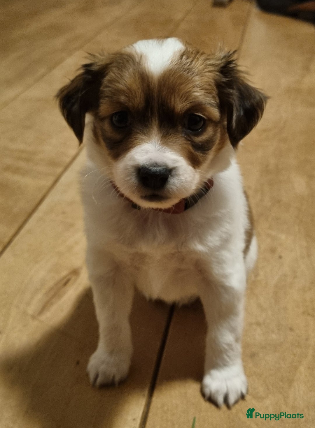 Kooikerhondje honden te koop: 6 Kooiker pups / alle nu gereserveerd!  - Advertentie 7