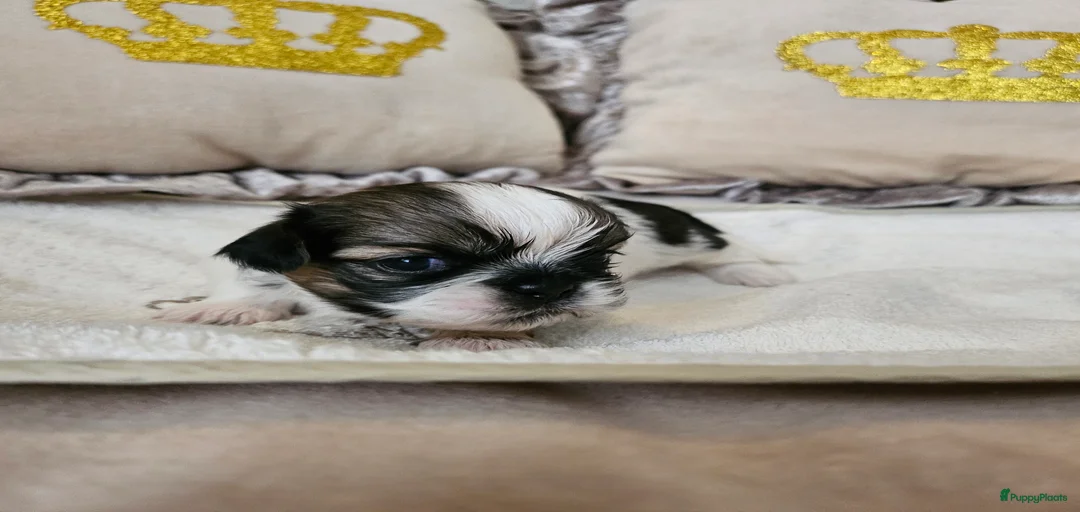 Galerij afbeelding {{count}}