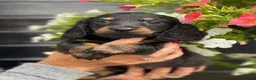 Teckel (langhaar) honden te koop: Langharige teckel pups - Advertentie 16