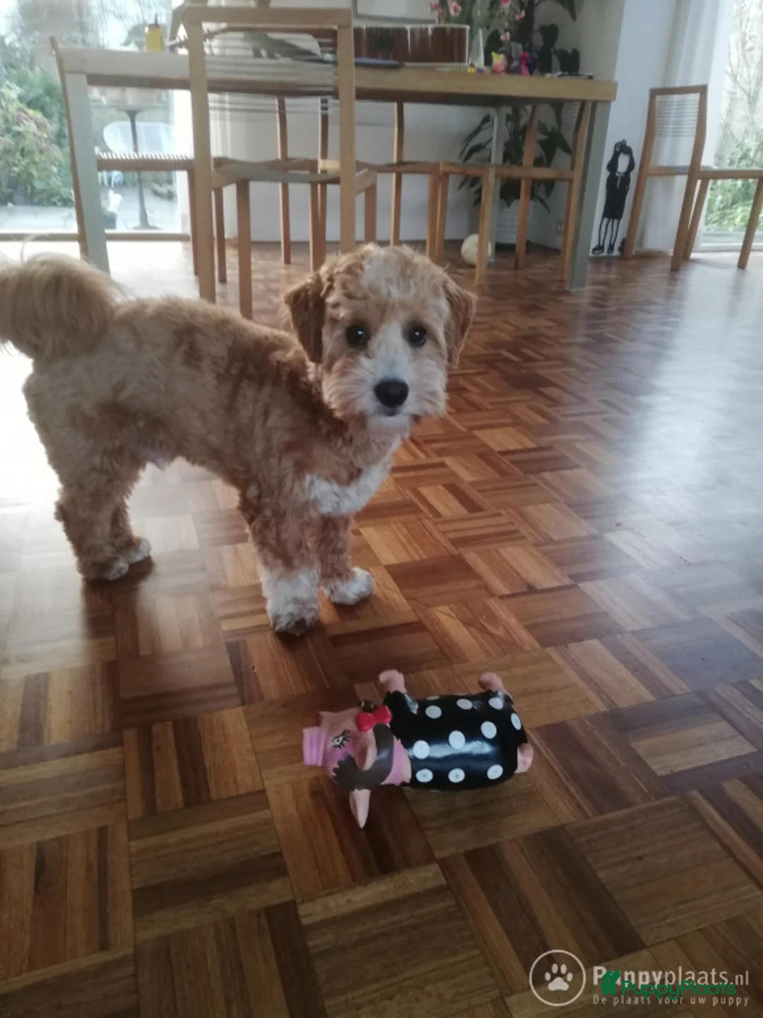 Kruising honden ter dekking: Maltipoo dekreu in Leiden - Advertentie 4