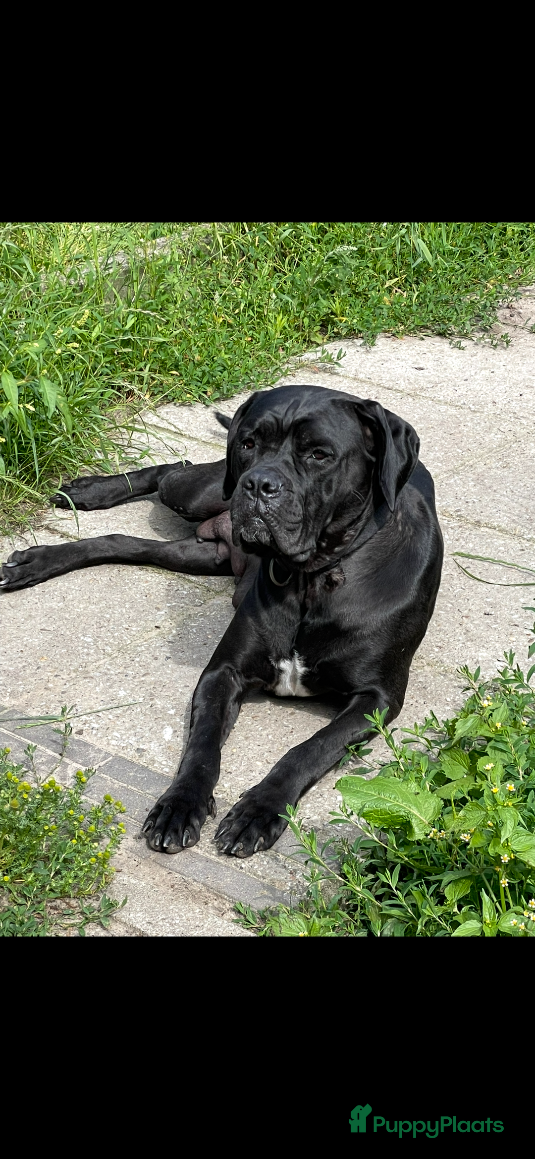 Cane Corso honden te koop: Te koop zwarte Cane corso pups met FCI stamboom  - Advertentie 10
