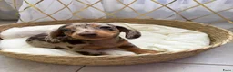 Teckel (korthaar)  honden te koop: Dwerg Harlequin Teckel pupjes - Advertentie 13