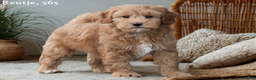 Kruising honden te koop: Minidoodle pups - Advertentie 11