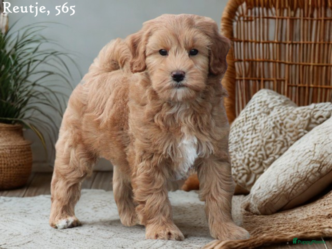 Kruising honden te koop: Minidoodle pups - Advertentie 11